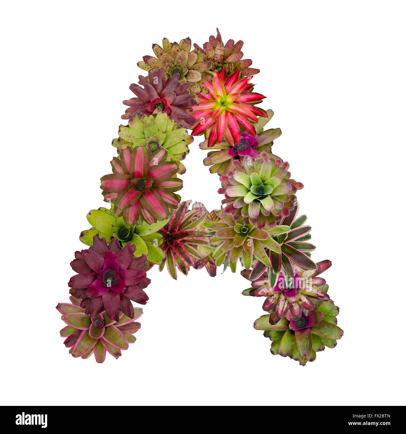 Bromeliad flower lettre Banque D'Images