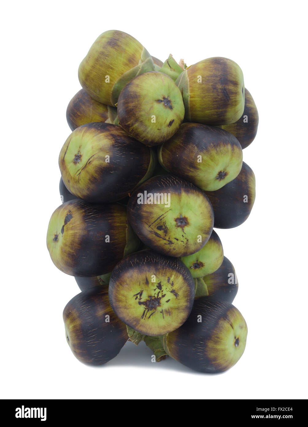 Palm Palmyre asiatique isolé sur fond blanc Banque D'Images