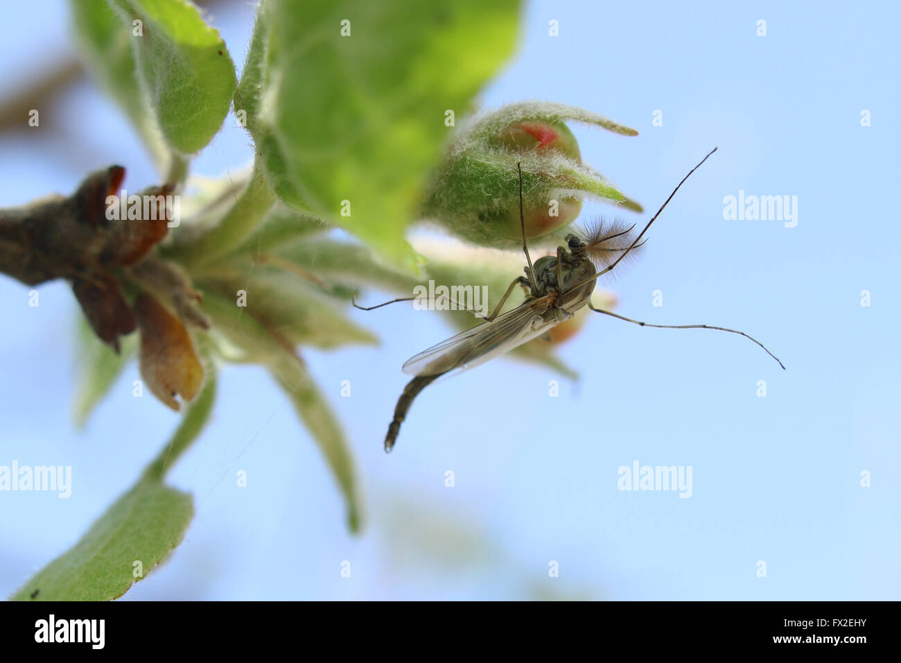 Mosquito est assis sur une fleur apple Banque D'Images