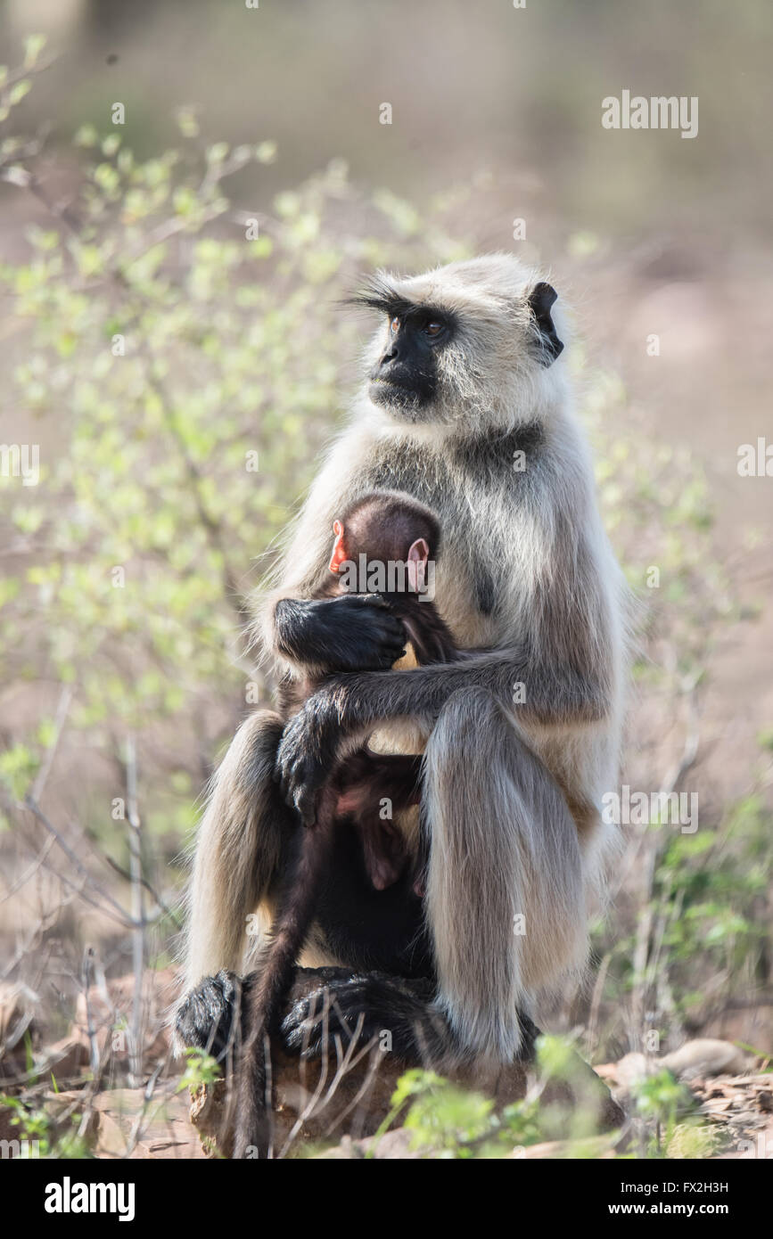 Langoor Face gris avec bébé Banque D'Images