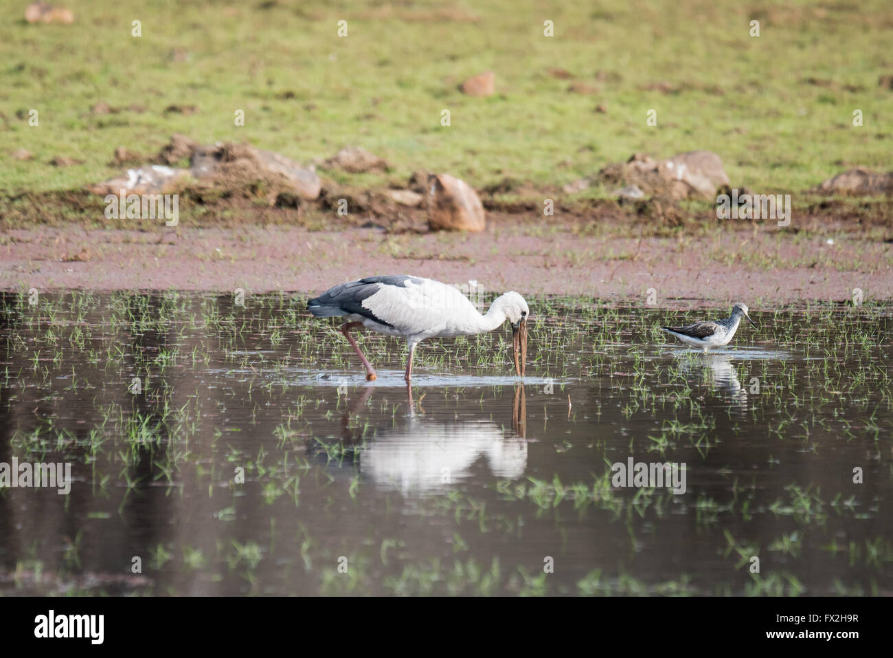 Ouvrir Bill Stork pêche dans une eau peu profonde Banque D'Images