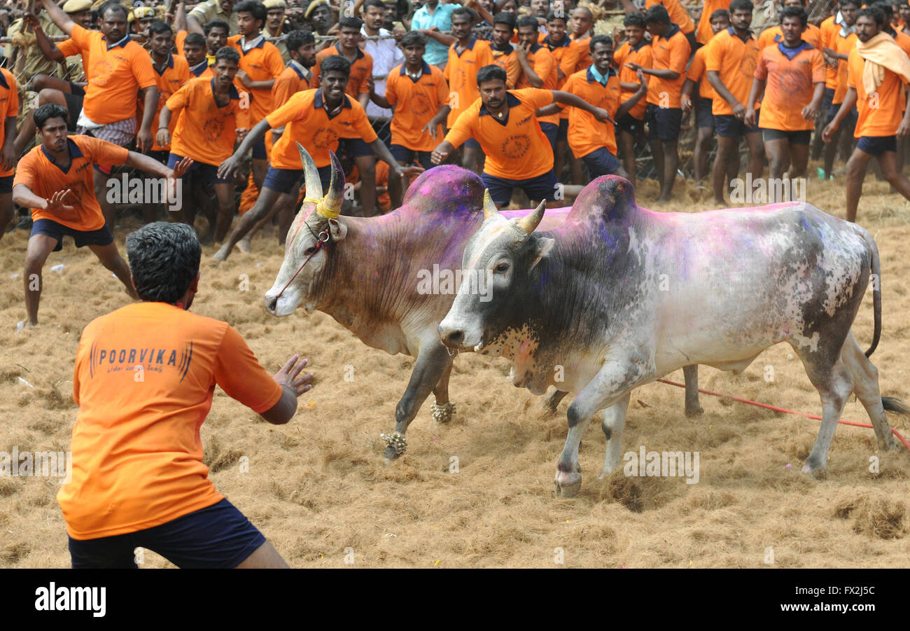 Jallikattu bull apprivoiser au cours de Pongal festival.Madurai, Tamil Nadu, Inde. Bull indien lutte est interdite l'année dernière, Banque D'Images