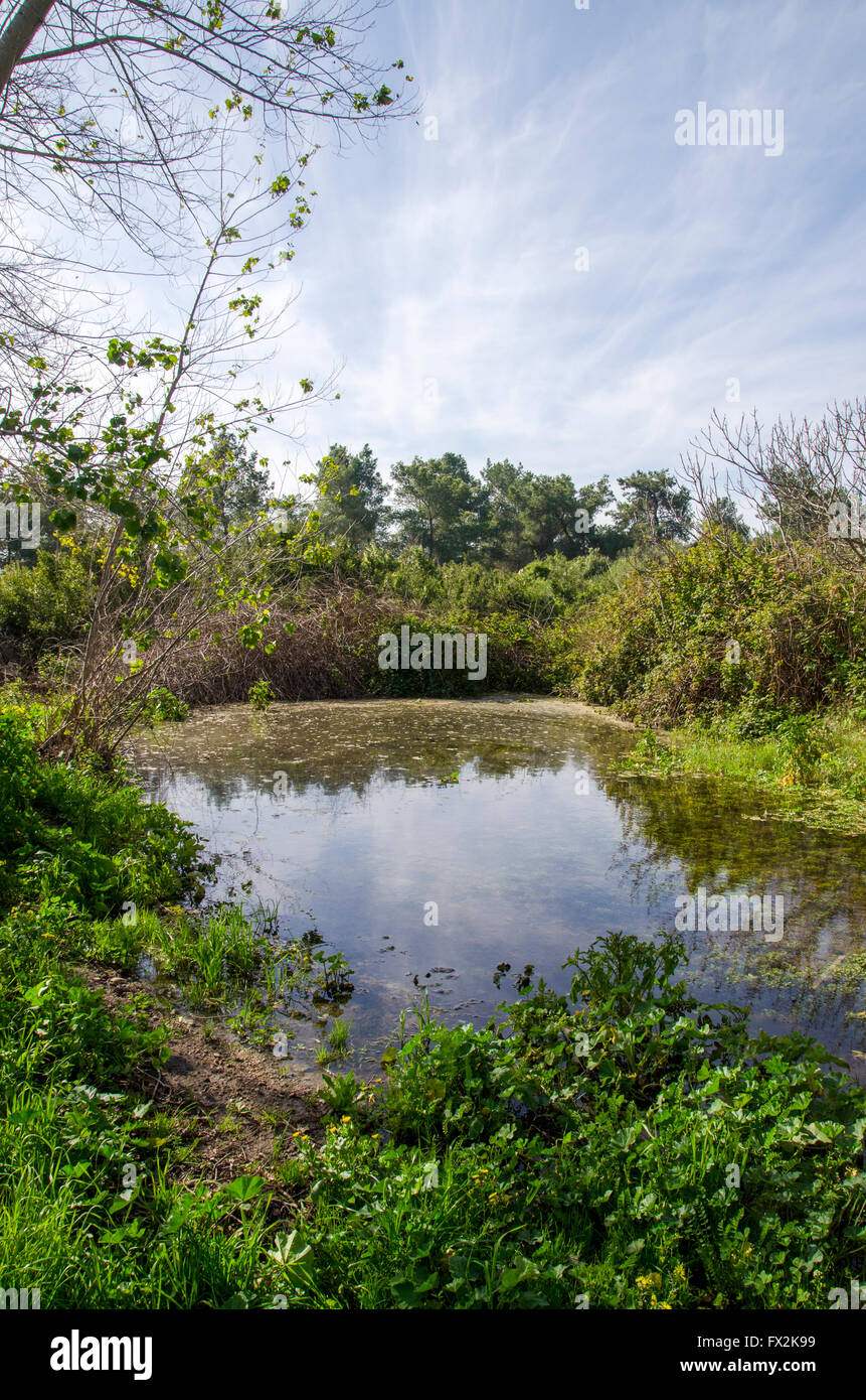 Piscine d'hiver à Ramat Hanadiv est un parc et jardin nature couvrant 4,5 km à l'extrémité sud du Mont Carmel, Israël Banque D'Images