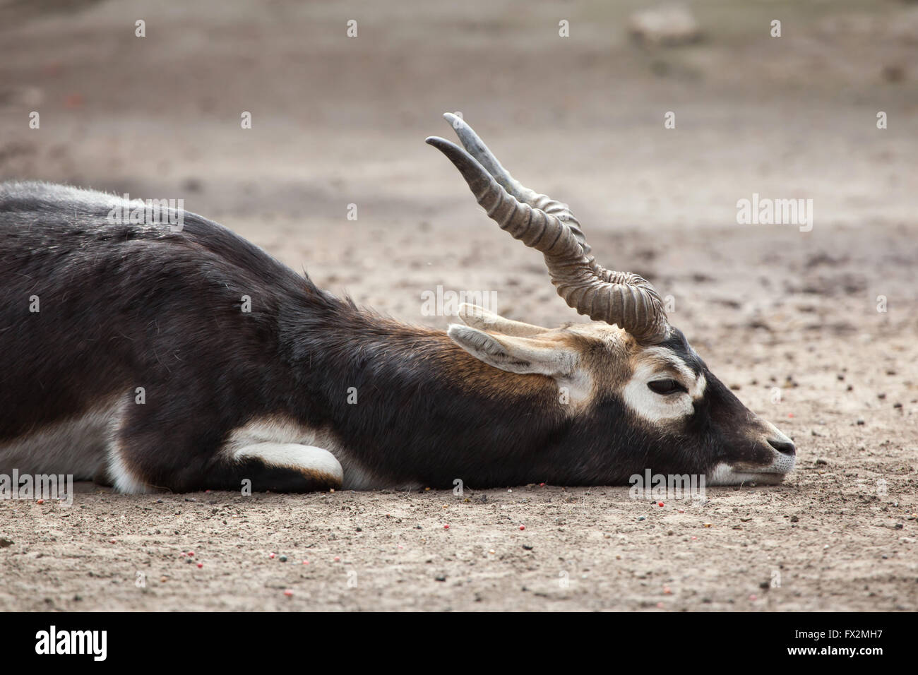 (Antilope cervicapra blackbuck indien) au Zoo de Budapest à Budapest, Hongrie. Banque D'Images