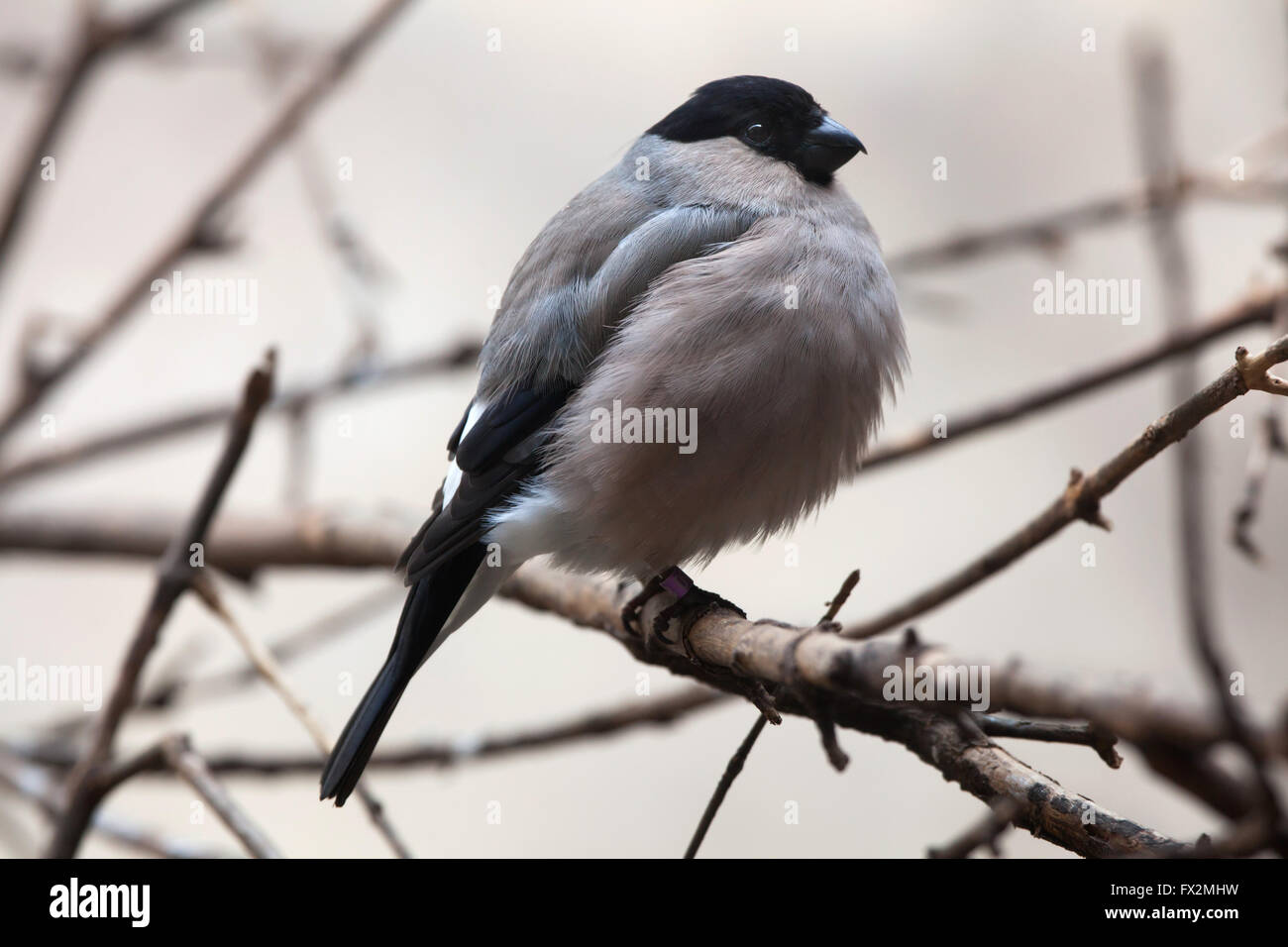 Canard colvert (Pyrrhula pyrrhula), également connu sous le nom de la politique commune de colvert au Zoo de Budapest à Budapest, Hongrie. Banque D'Images