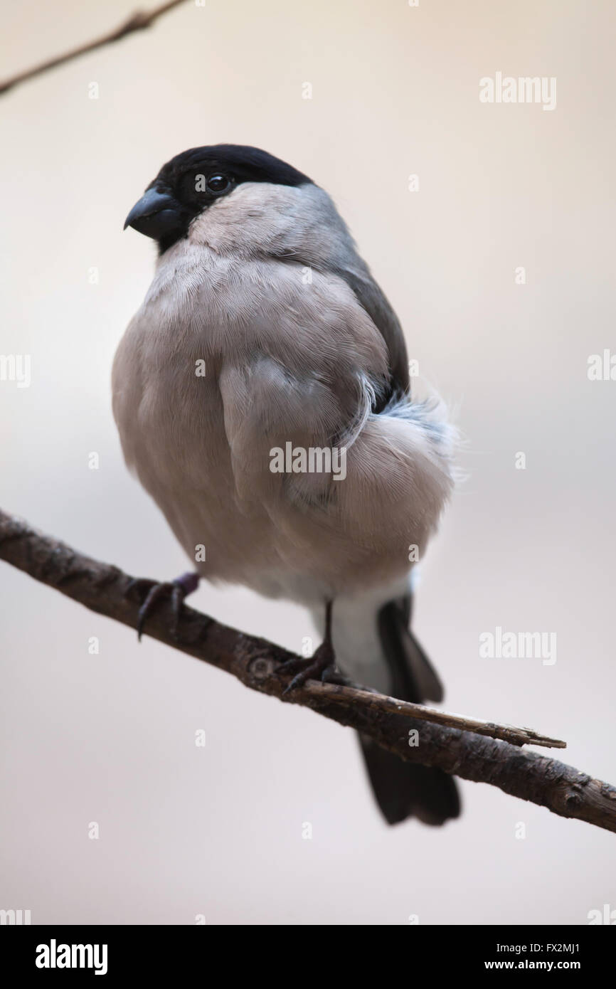 Canard colvert (Pyrrhula pyrrhula), également connu sous le nom de la politique commune de colvert au Zoo de Budapest à Budapest, Hongrie. Banque D'Images