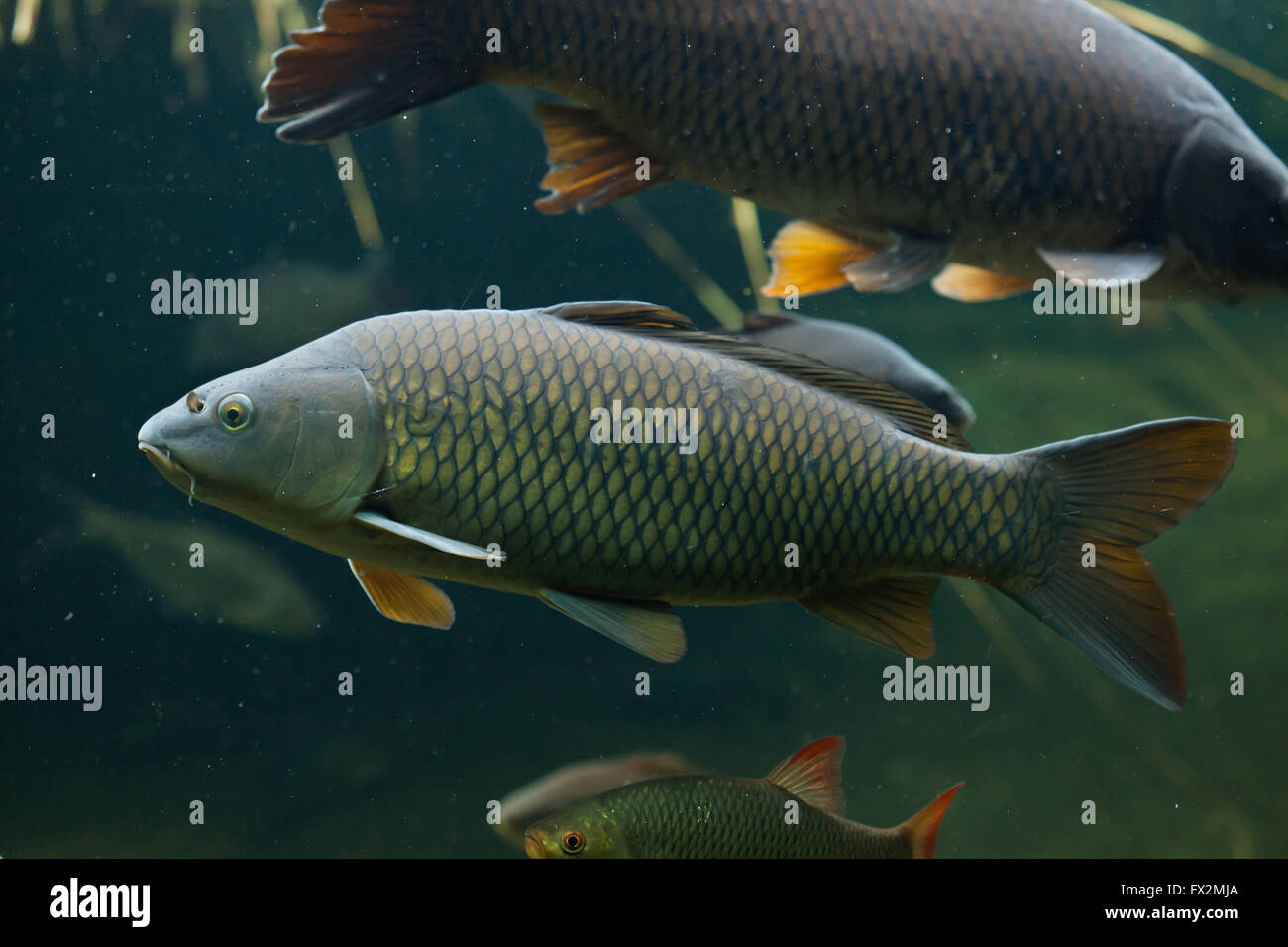 La carpe commune (Cyprinus carpio) au Zoo de Budapest à Budapest, Hongrie. Banque D'Images