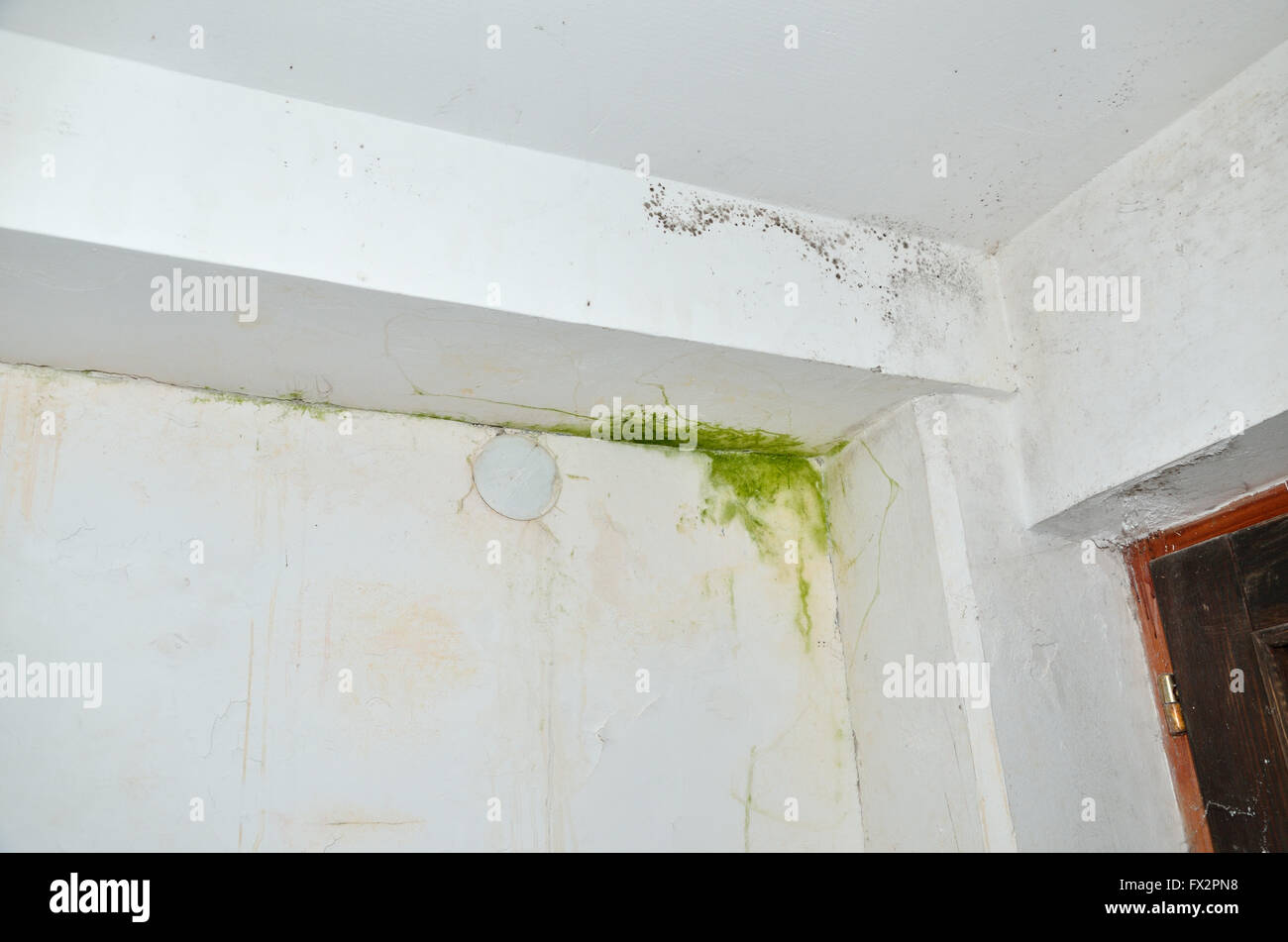 La moisissure grise et verte au coin de mur et plafond blanc Banque D'Images