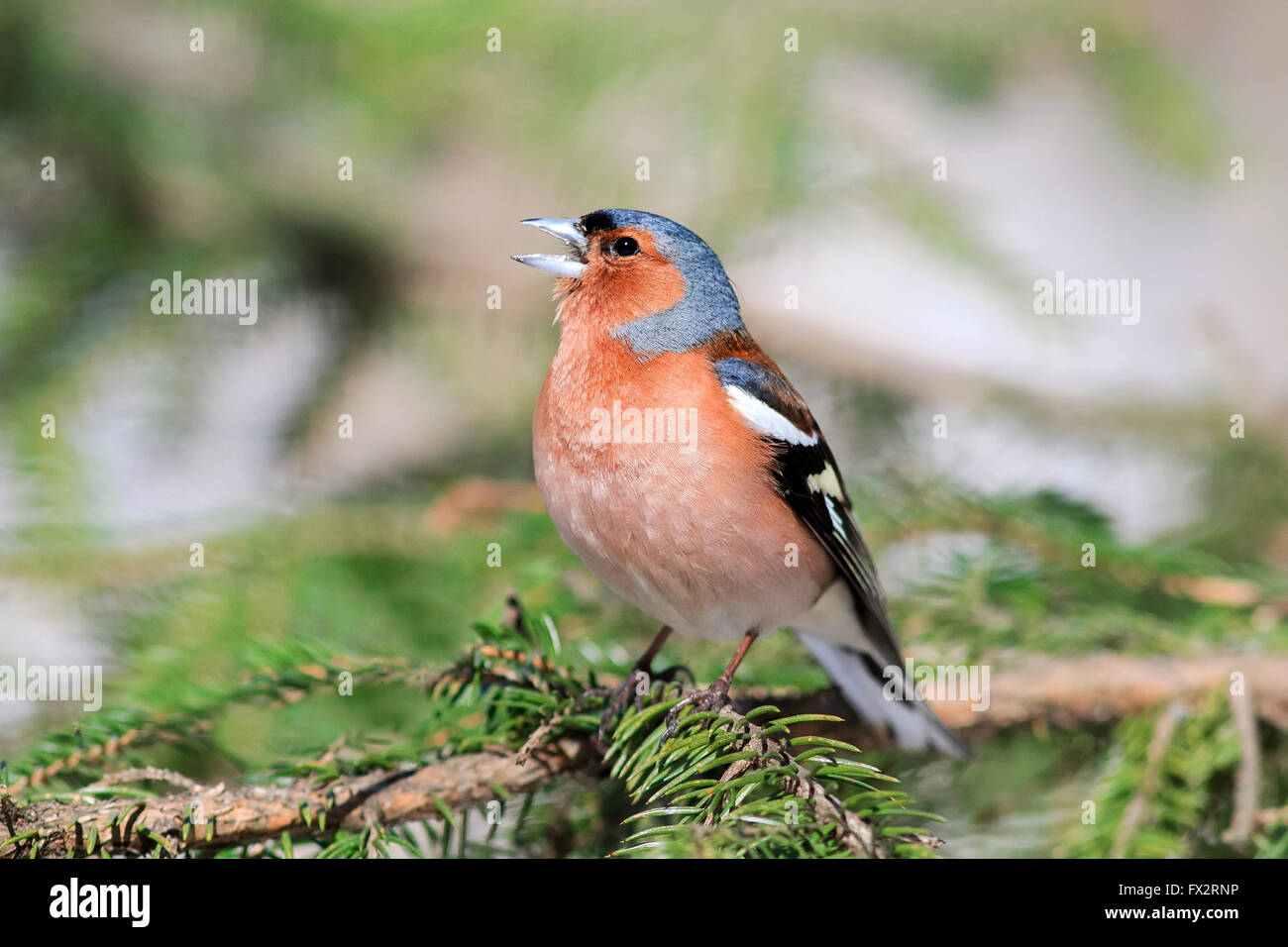 Animal,background,belle, les oiseaux, le chant des oiseaux,lumineux,direction,sapin,chaffinch,fermer Banque D'Images