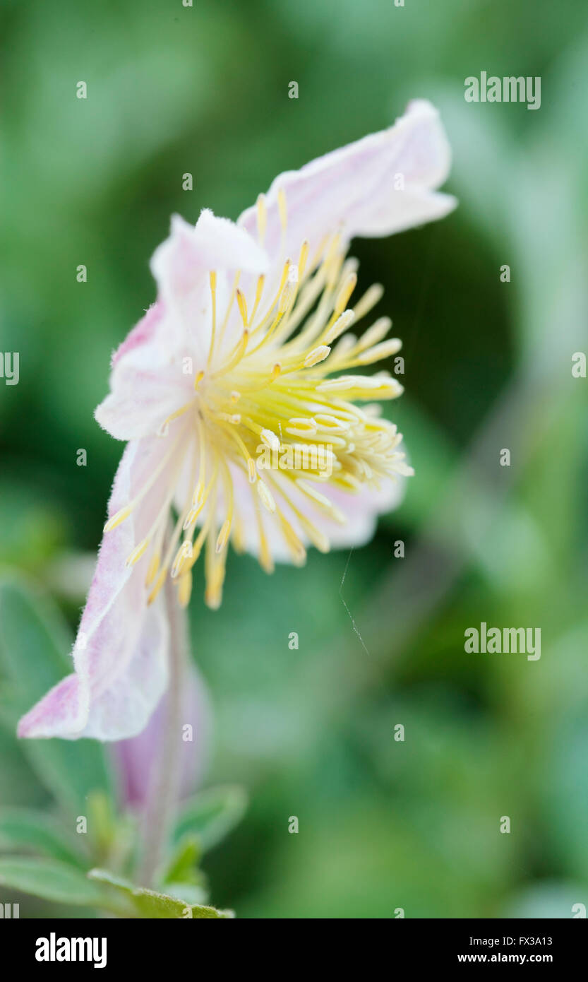 Wild Clematis (Clematis x Clematopsis) - famille, Banque D'Images