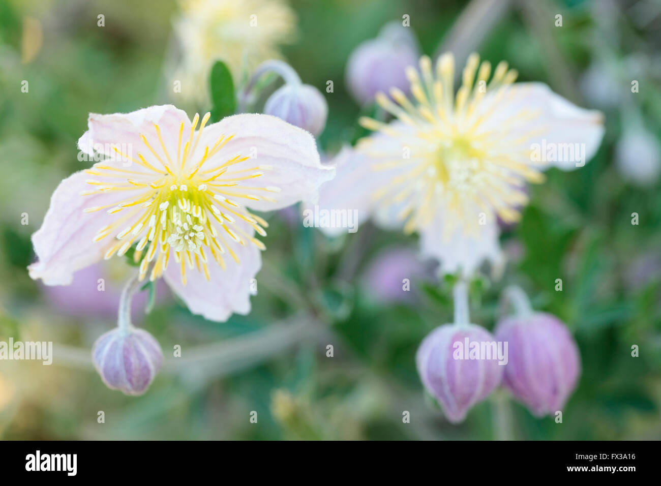 Wild Clematis (Clematis x) Clematopsis - Famille Banque D'Images