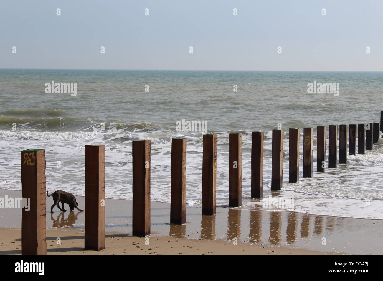 Un chien joue dans le surf sur une journée ensoleillée à Southbourne Beach Banque D'Images