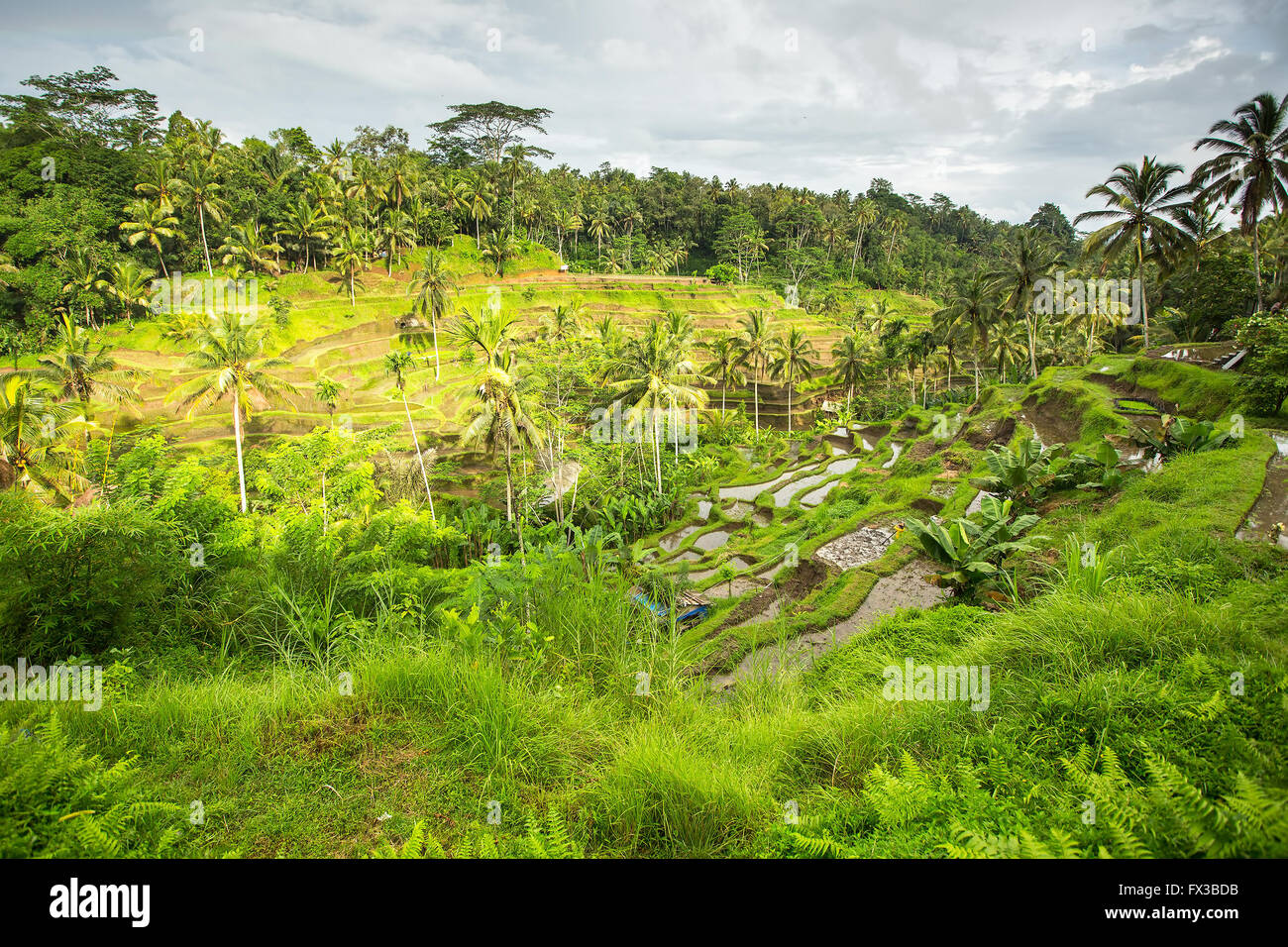 Les terrasses de riz vert sur l'île de Bali, Indonésie. Banque D'Images