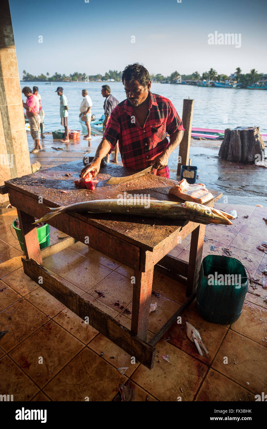 Poissonnier de fileter le poisson frais, port de pêche, le lagon de Negombo, Negombo, Sri Lanka, de l'Océan Indien, l'Asie Banque D'Images