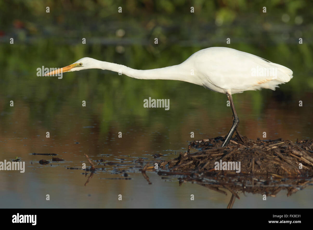 L'Est de l'Australie une grande aigrette Ardea modesta, avec cou tendus à pêcher dans des zones humides d'un lagon. Banque D'Images