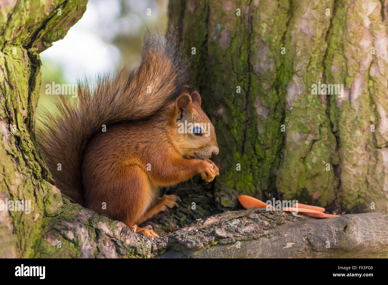 Belle squirrel manger des carottes sur l'arbre. Banque D'Images