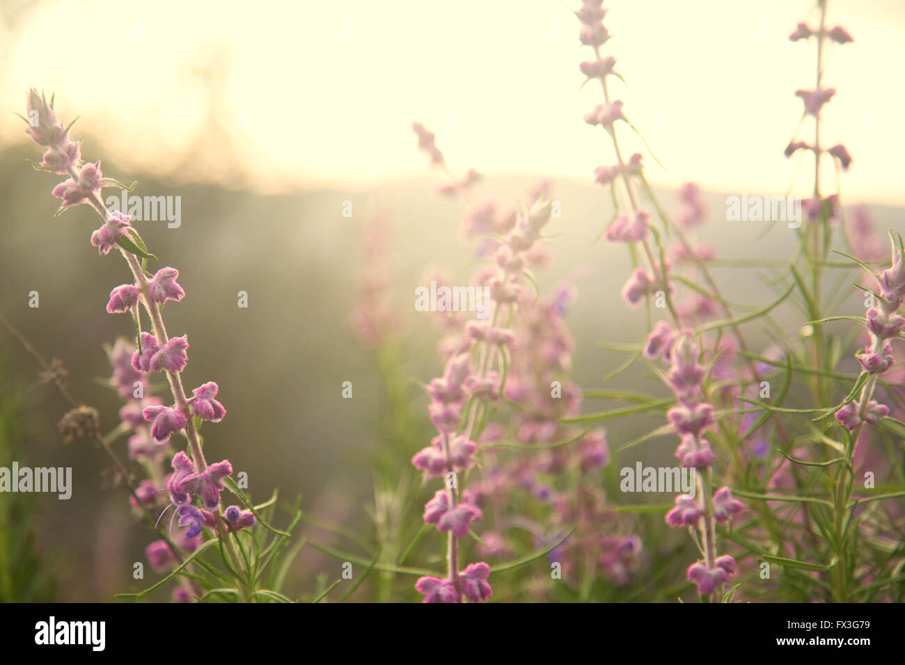 De belles fleurs en premier plan avec plus de lumière doux soleil embrassé hill Banque D'Images