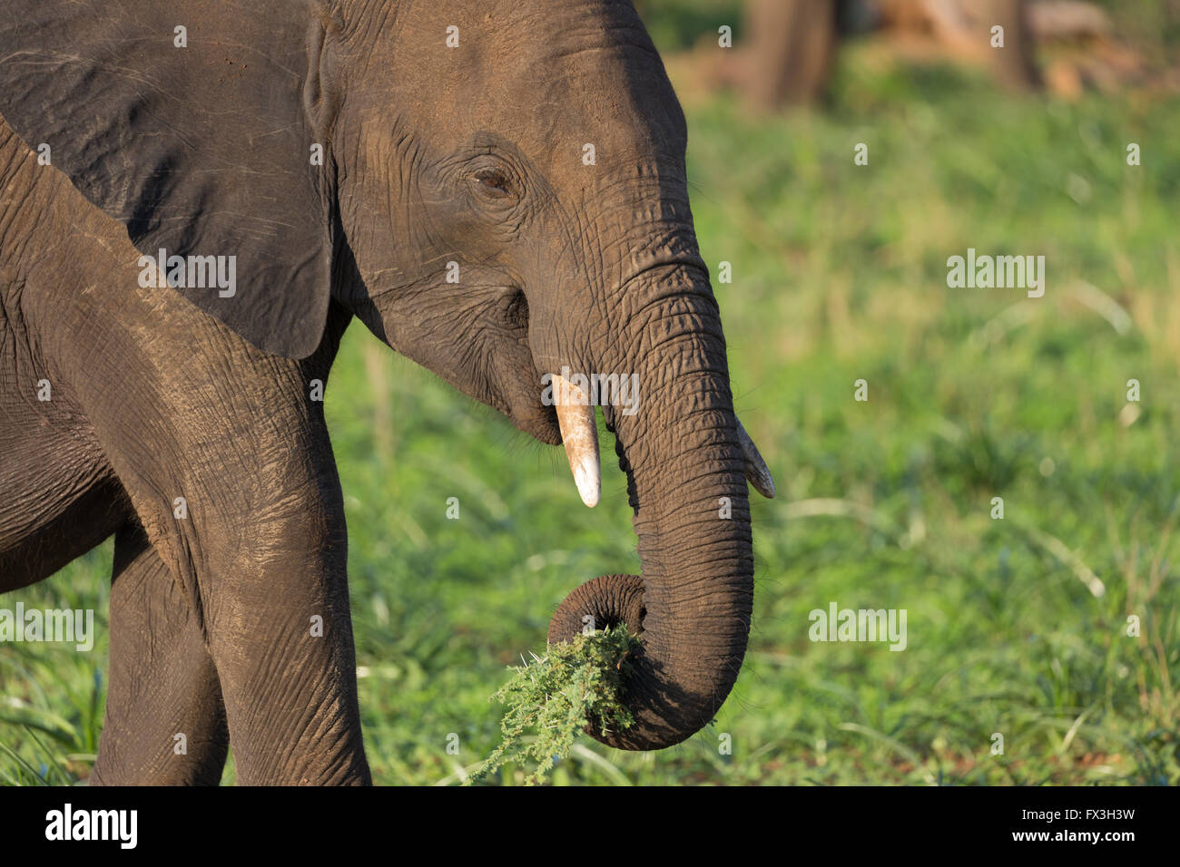 Bébé éléphant mangeant dans Kruger National Park, Afrique du Sud Banque D'Images
