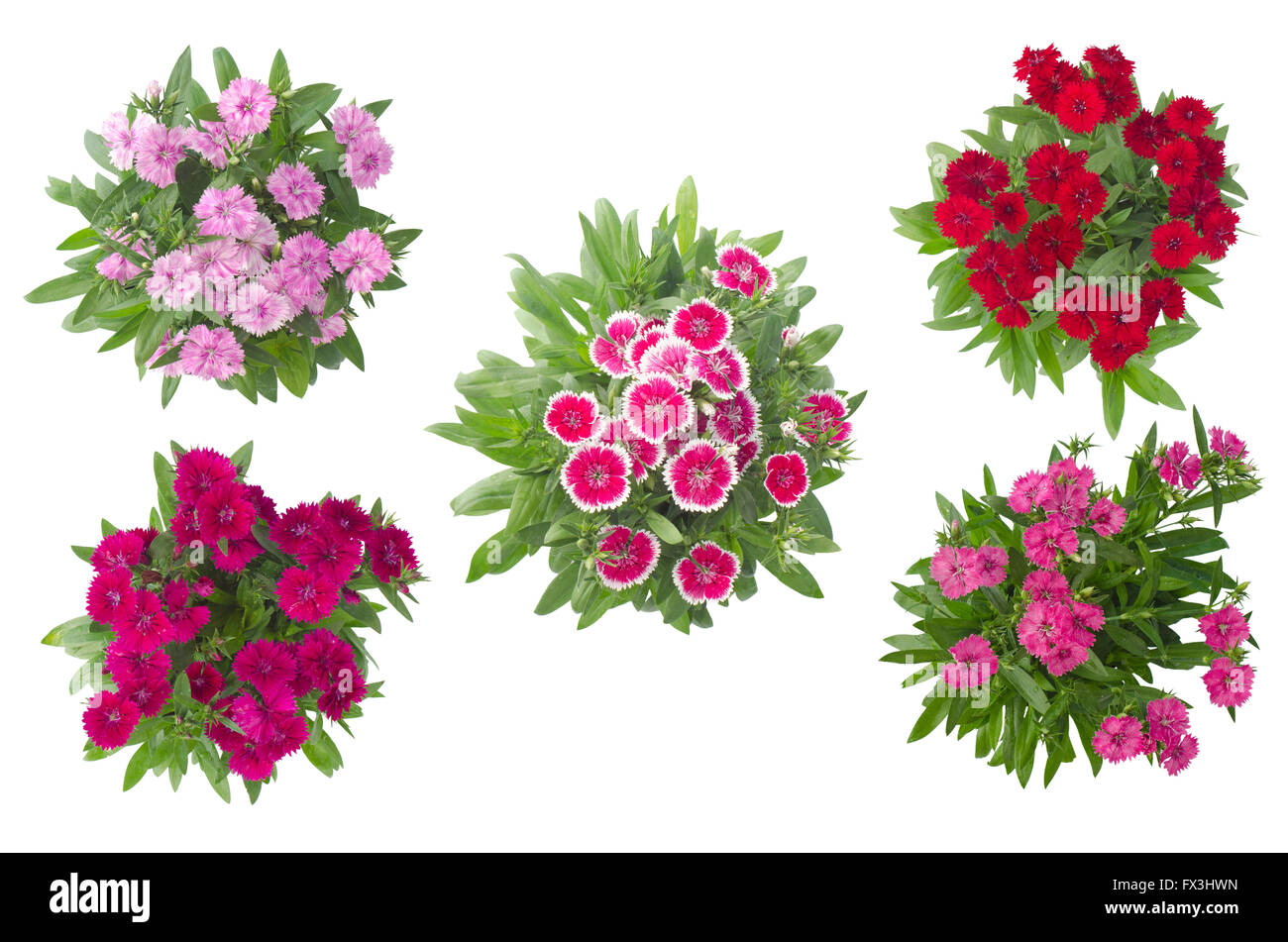 Dianthus isolé sur fond blanc Banque D'Images