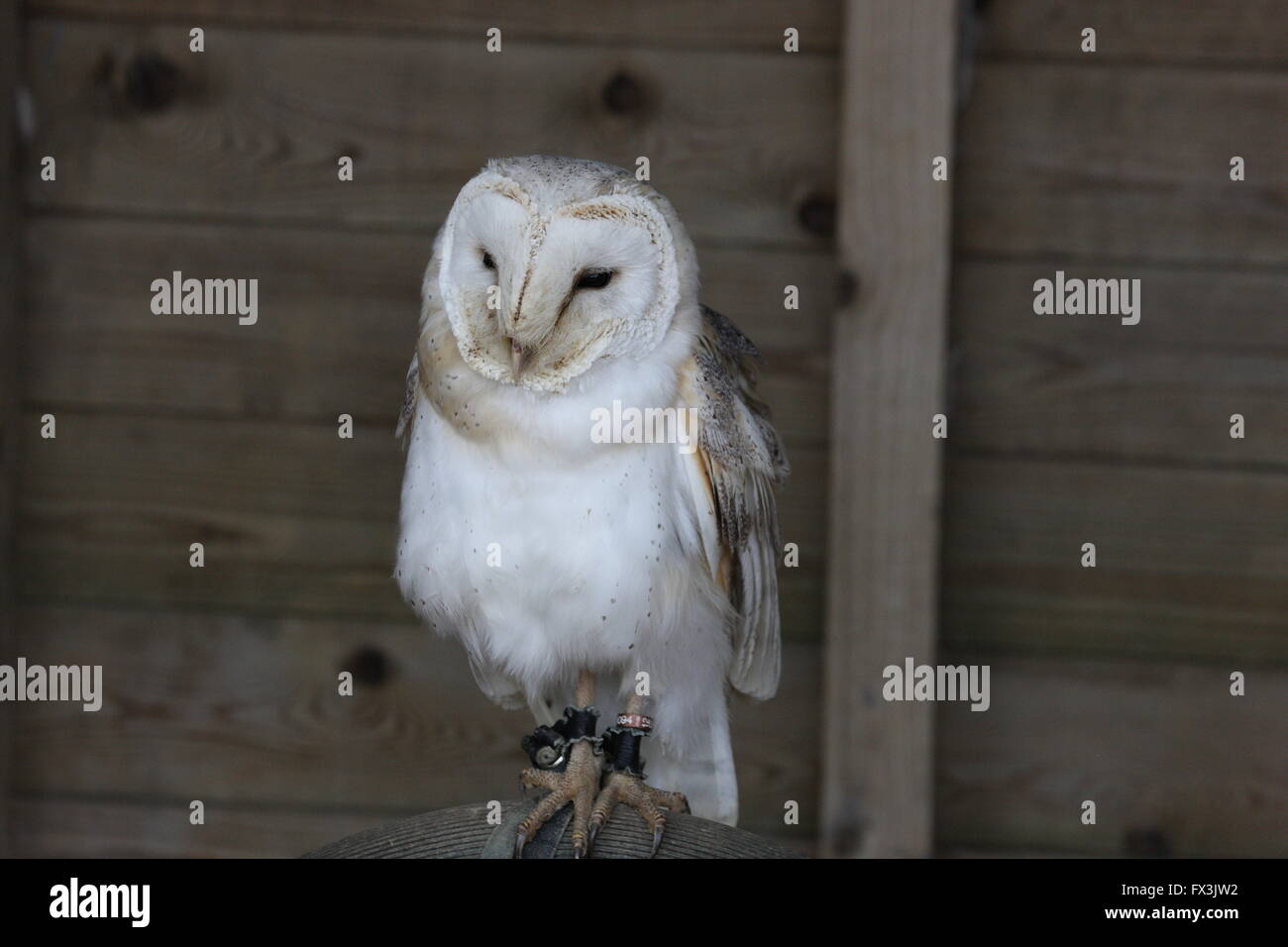 Barn Owl,assis sur un perchoir face à la caméra et d'un corps entier,en captivité Banque D'Images