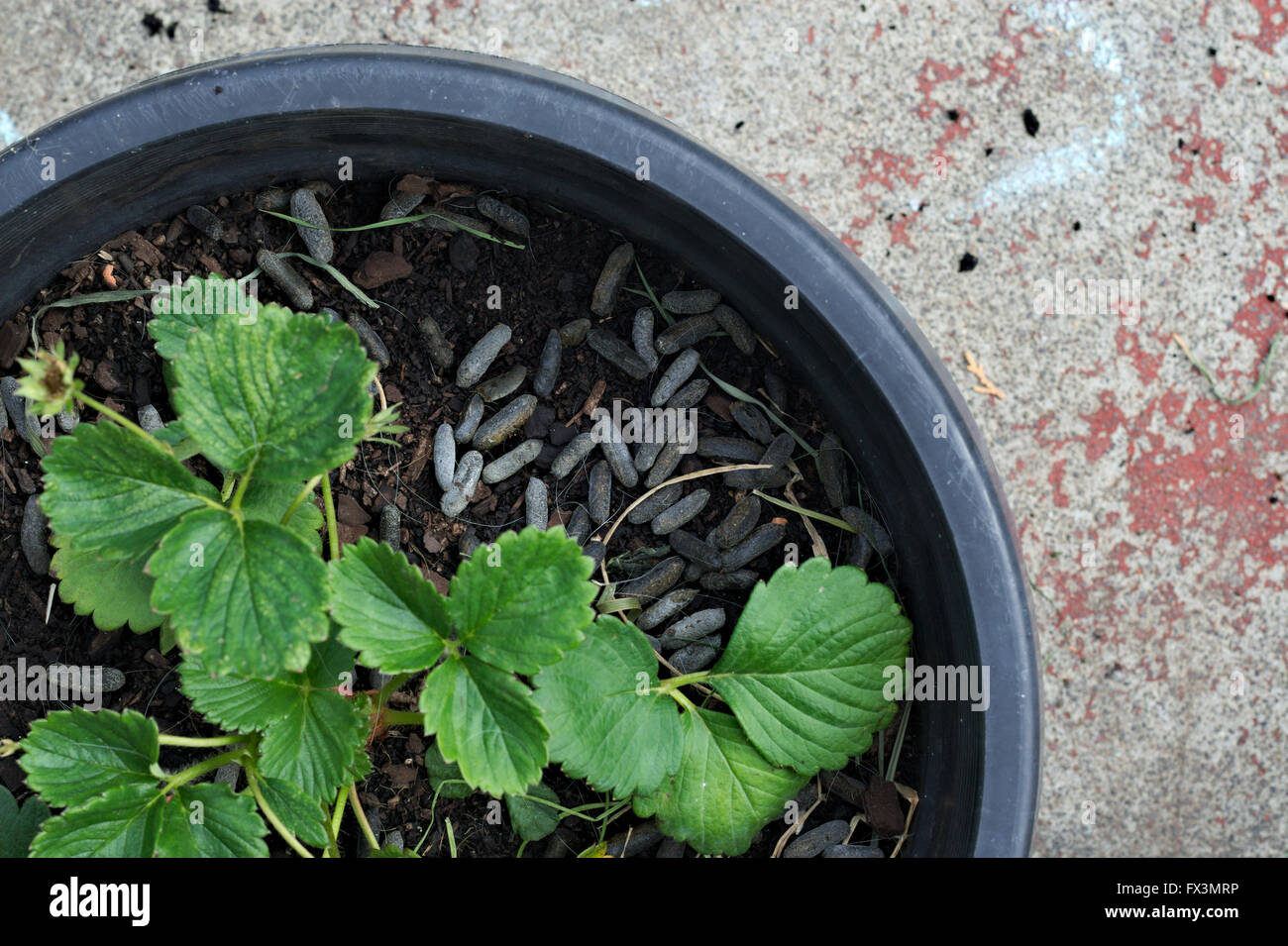 Fraisier en pot avec cochon poo comme paillis. Banque D'Images