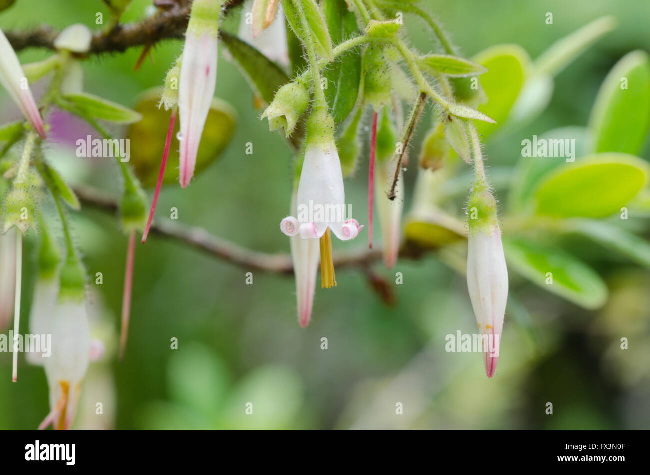 Fleurs sauvages en Thaïlande nom Agapetes Banque D'Images