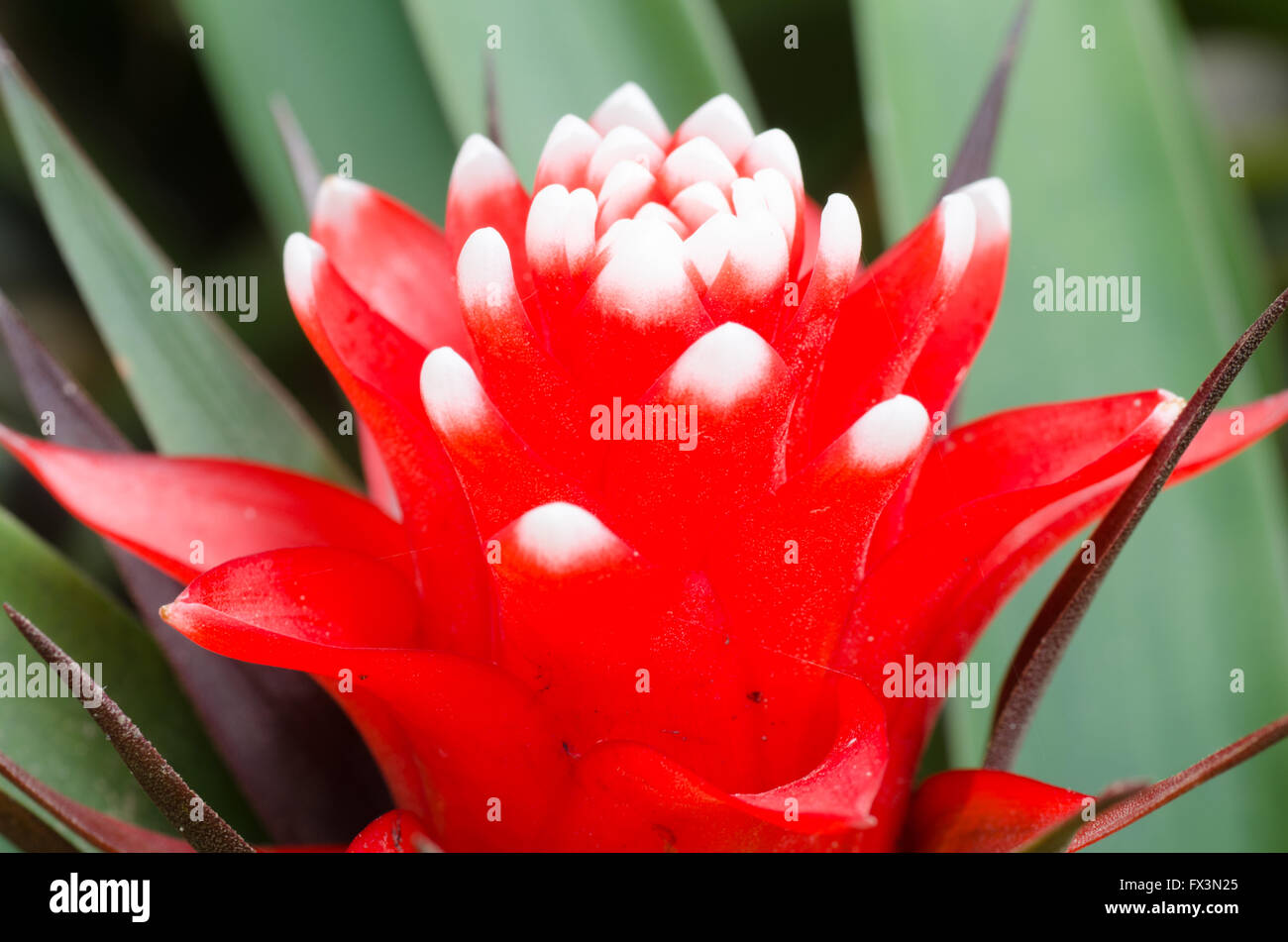 Belle plante bromelia feuilles rouge Banque D'Images