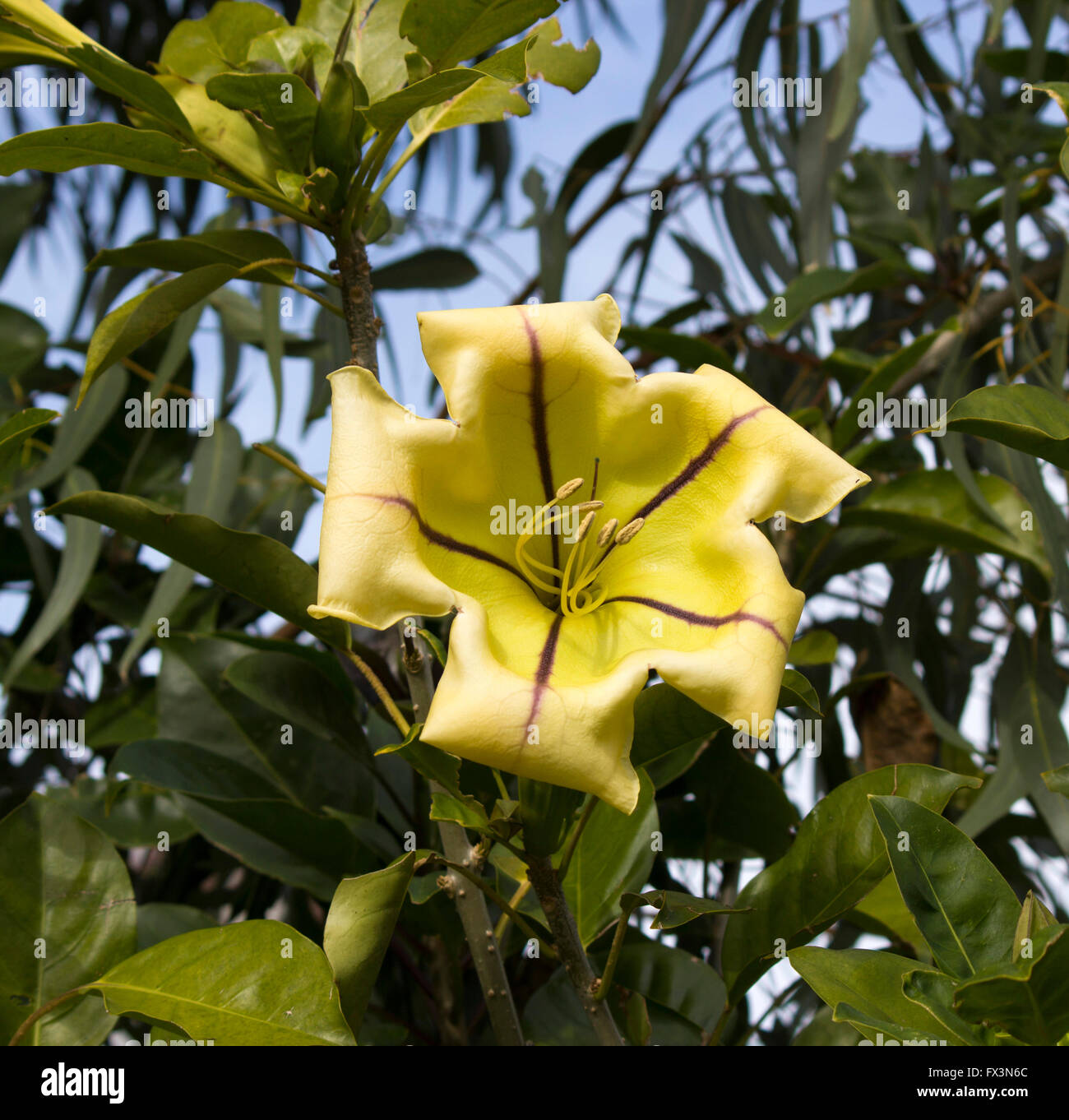 Grande fleur jaune d'Solandra maxima, tasse de vigne d'or, Golden Chalice Vine, ou Lily hawaïenne, la floraison en hiver est énorme. Banque D'Images