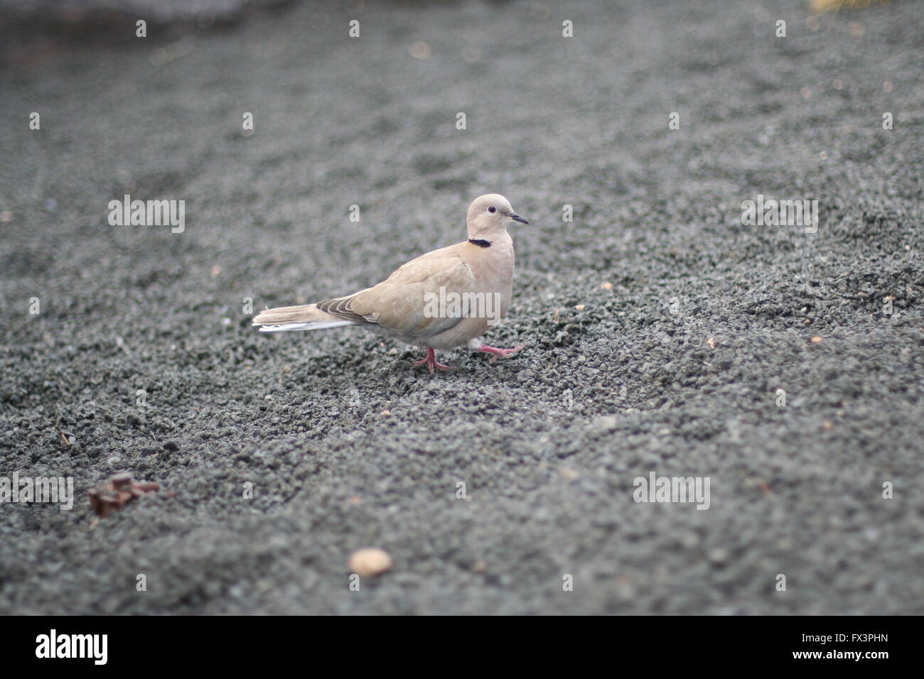 Pigeon isolé debout sur l'argile molle sur un seul concept rue Lanzarote solitaire avec des couleurs neutres, des oiseaux de la faune Oiseaux Banque D'Images