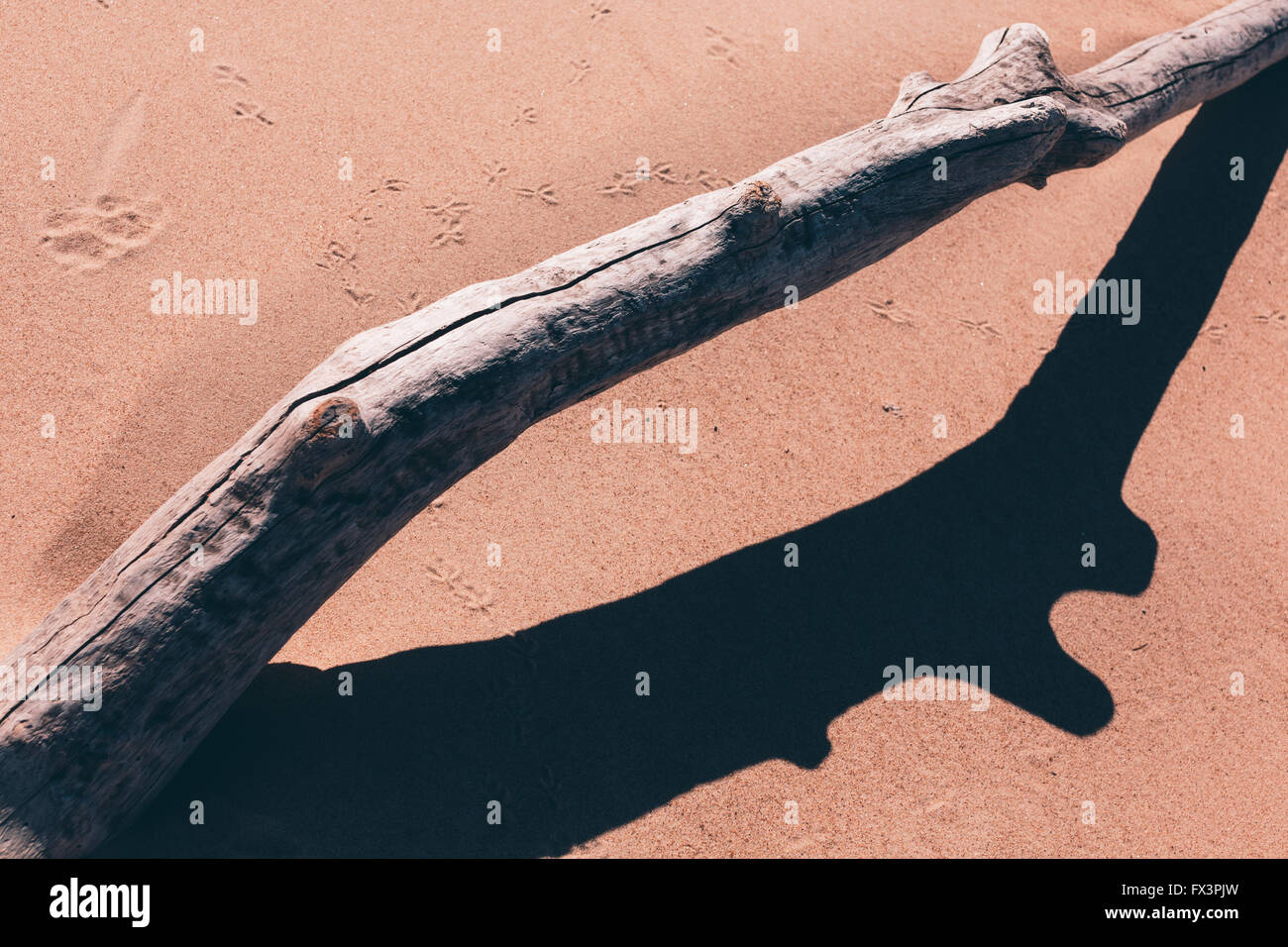 Branche d'un arbre sec sur le sable. Banque D'Images