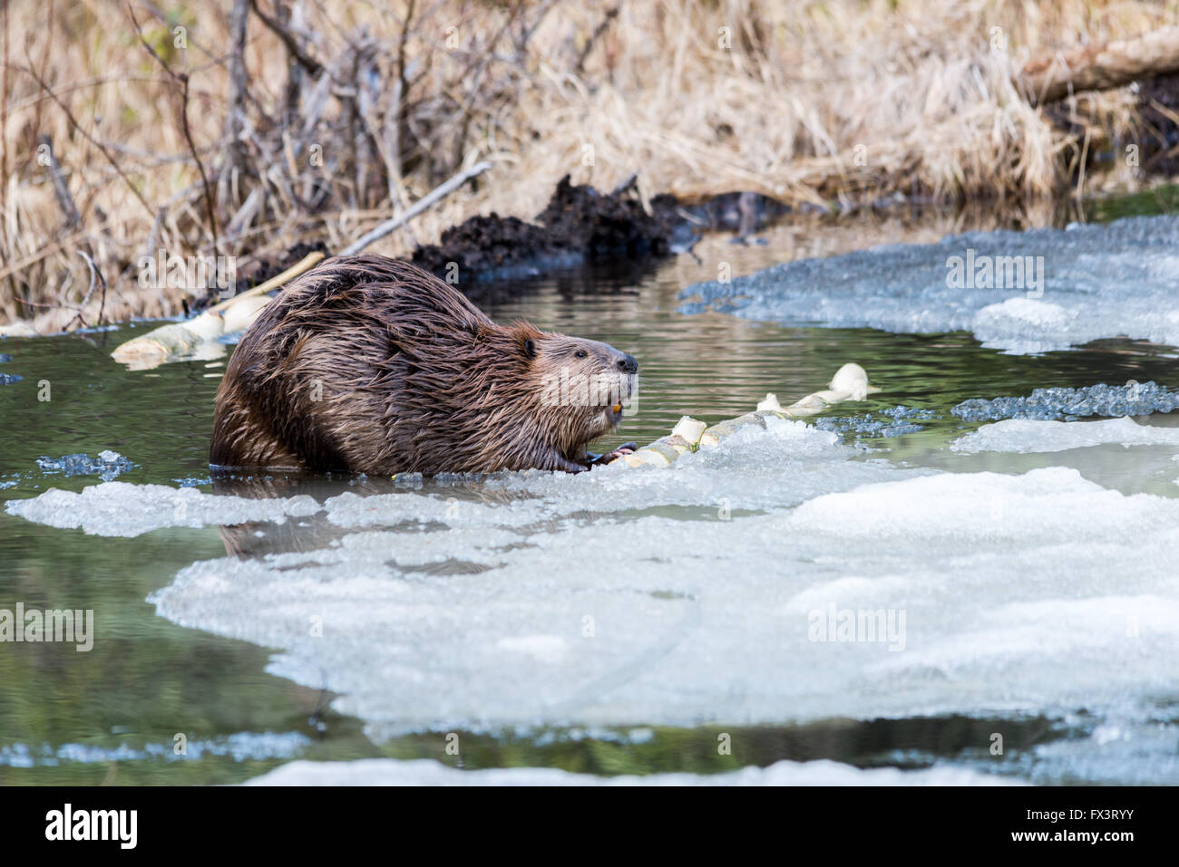 Un castor de grande taille de manger l'écorce de peuplier sur la glace dans un étang de castors Banque D'Images