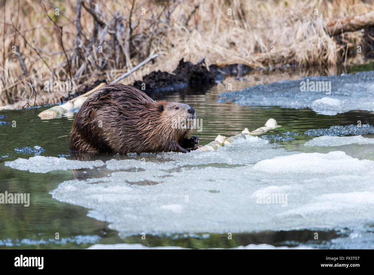 Un castor sur un étang glacé manger populaire Banque D'Images