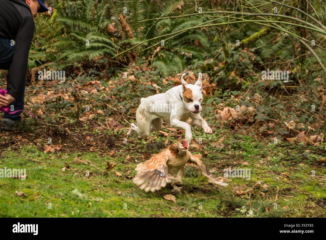 Nikita, un chiot Boxer, sur le lâche, malveillant et chassant un poulet Saumon Faverolles dans son arrière-cour dans Issaquah, laver Banque D'Images