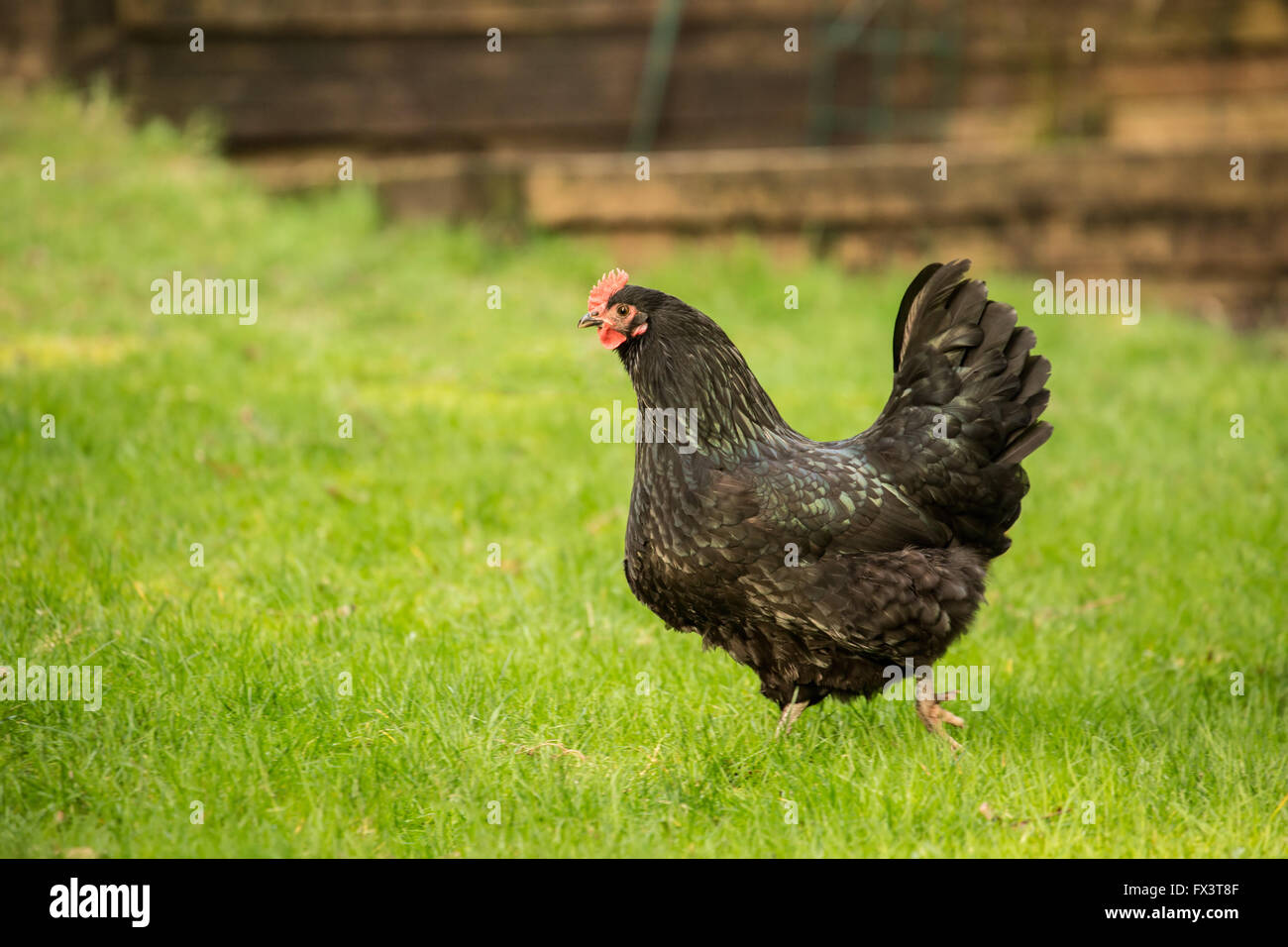 Les Black Australorp poulet dans Issaquah, Washington, USA Banque D'Images