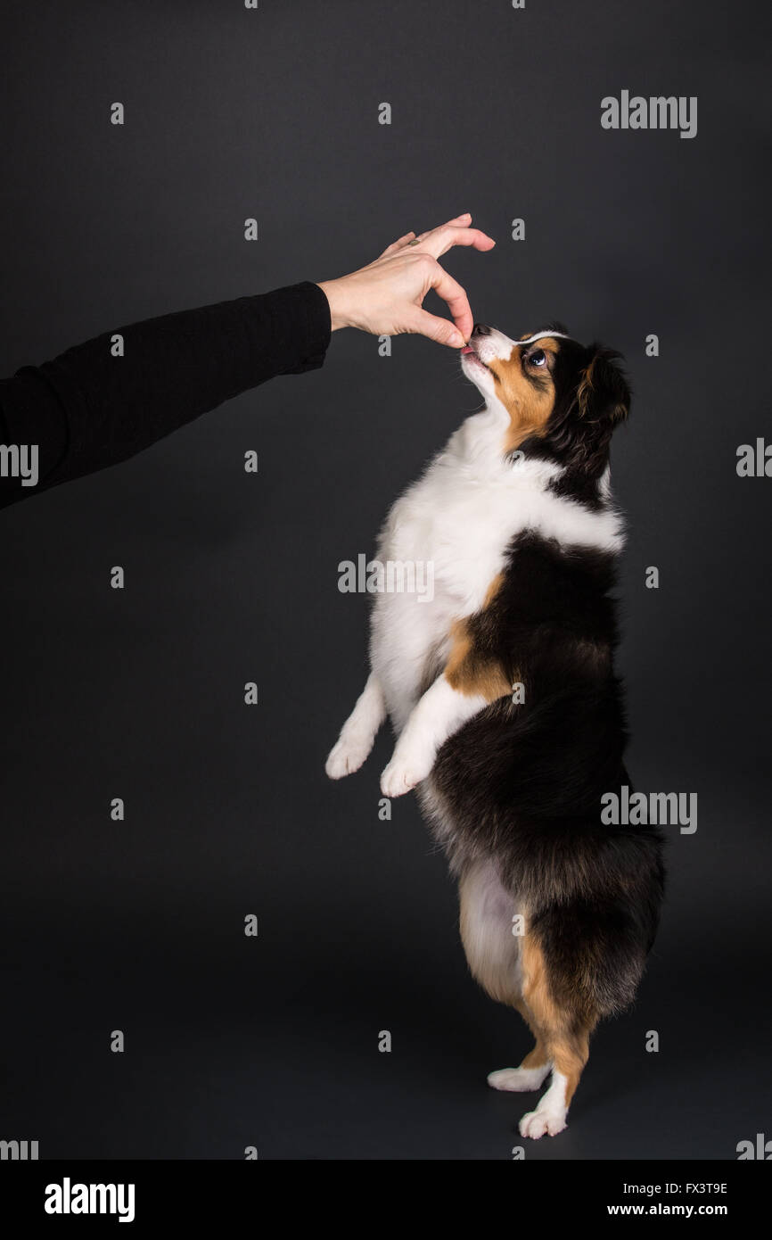 (Miniature ou Toy) chiot berger australien d'être formés pour aller jusqu'à Issaquah, Washington, USA Banque D'Images