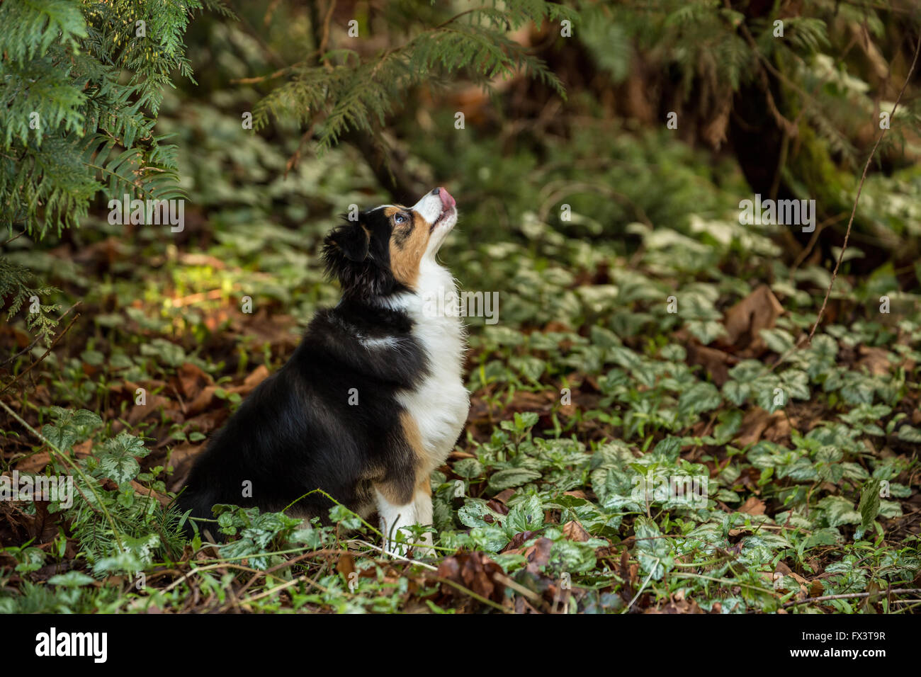 (Miniature ou Toy) chiot berger australien, Indy, à la recherche d'attention vers le haut à un oiseau dans un arbre en Issaquah, Washington, USA Banque D'Images