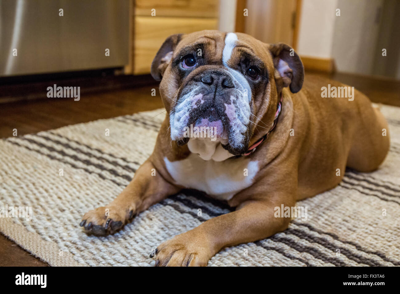 Tessa, le Bulldog anglais, sur un 'bas' et 'rester', l'espoir d'un traitement, à Issaquah, Washington, USA Banque D'Images