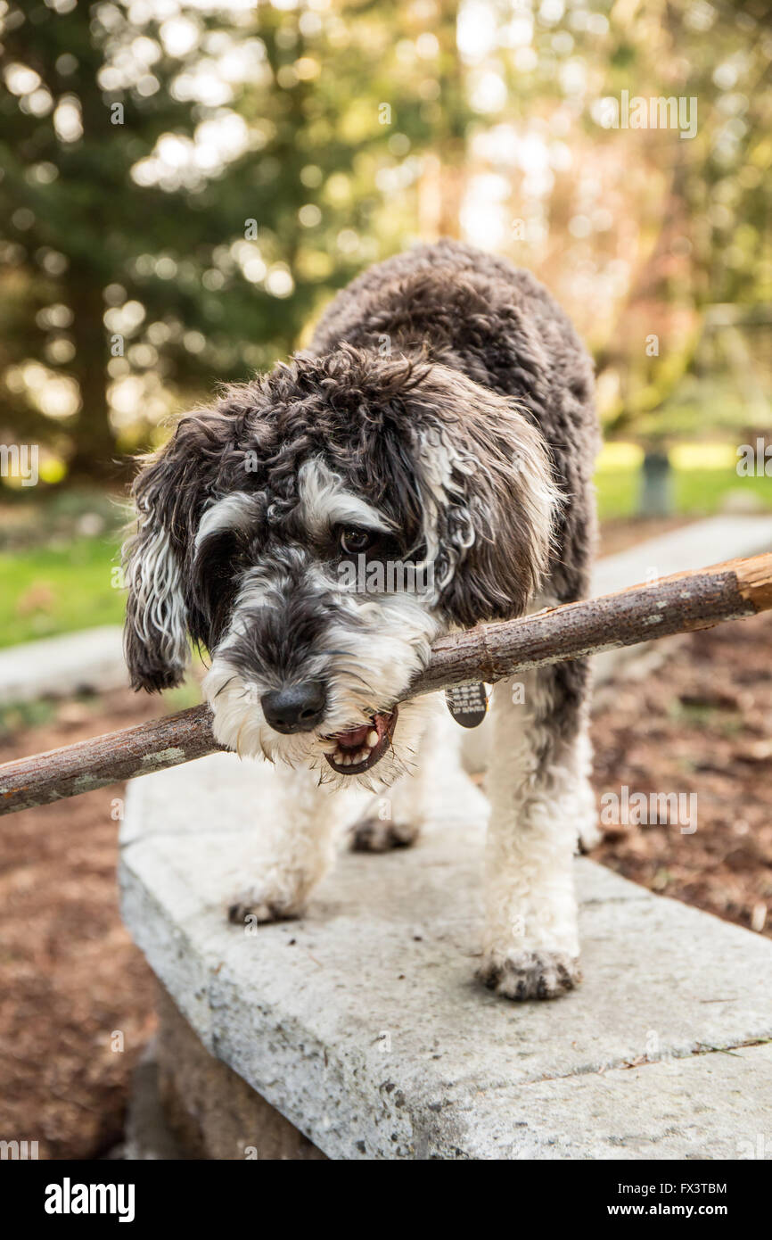 Schnoodle puppy '06 juin' jouer remorqueur avec un bâton dans sa cour à Issaquah, Washington, USA Banque D'Images