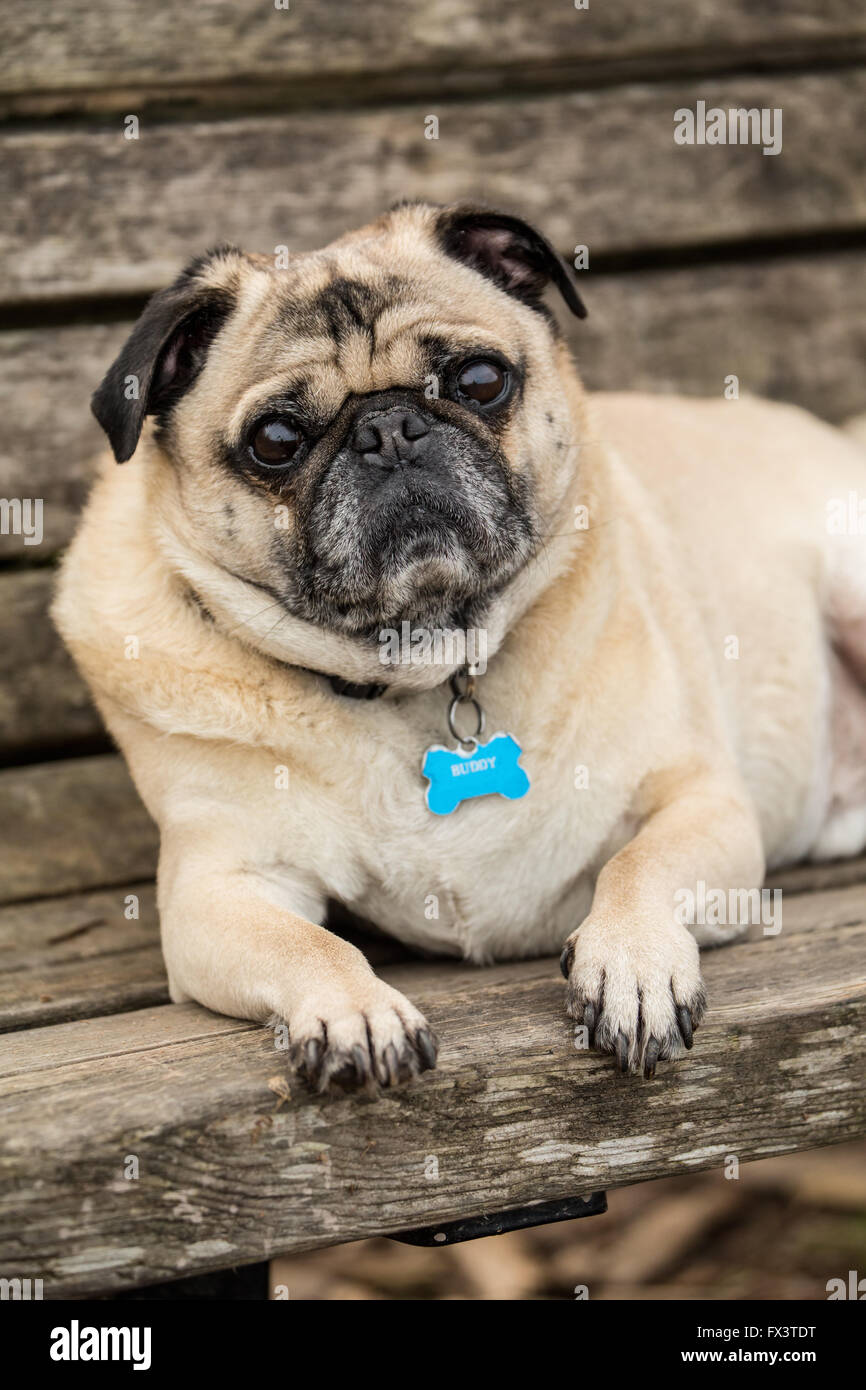 De couleur fauve, Pug Buddy, reposant sur un banc de parc en bois Marymoor Park à Redmond, Washington, États-Unis Banque D'Images