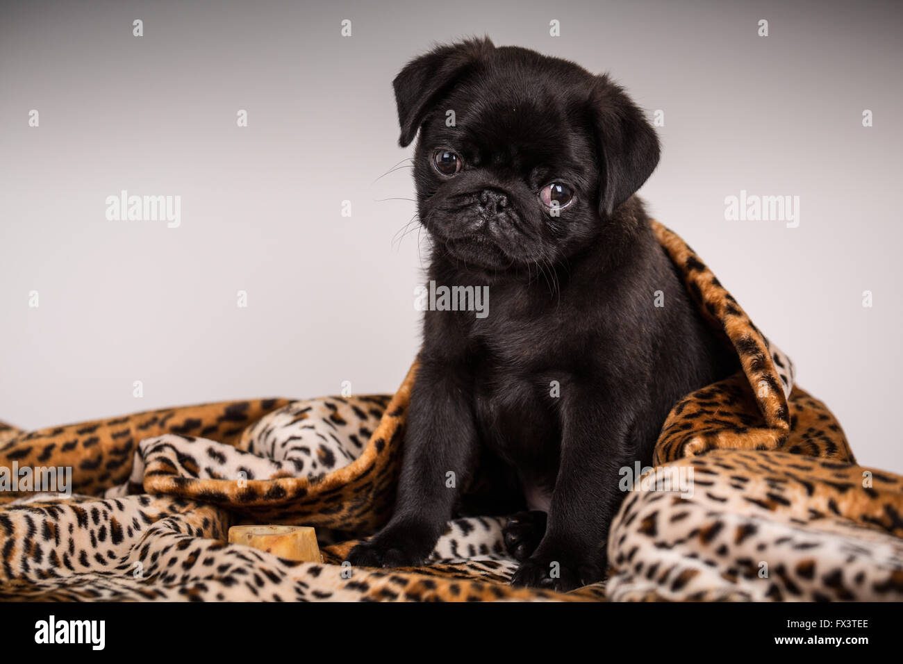 Fitzgerald, un jeune noir de 10 semaines chiot Pug recroquevillé dans une couverture à Issaquah, Washington, USA Banque D'Images