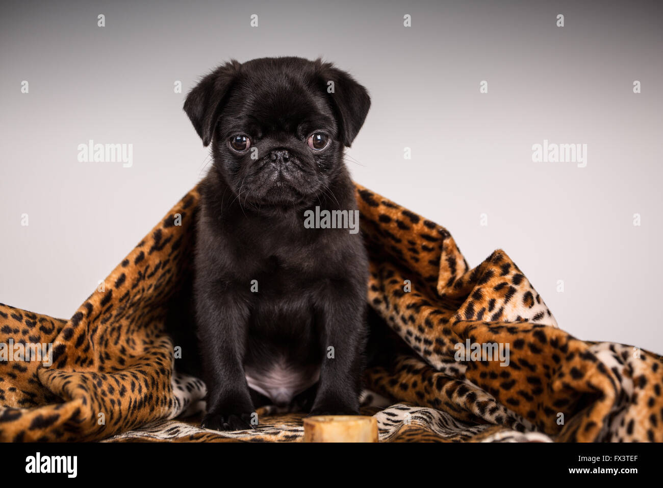 Fitzgerald, un jeune noir de 10 semaines chiot Pug recroquevillé dans une couverture à Issaquah, Washington, USA Banque D'Images