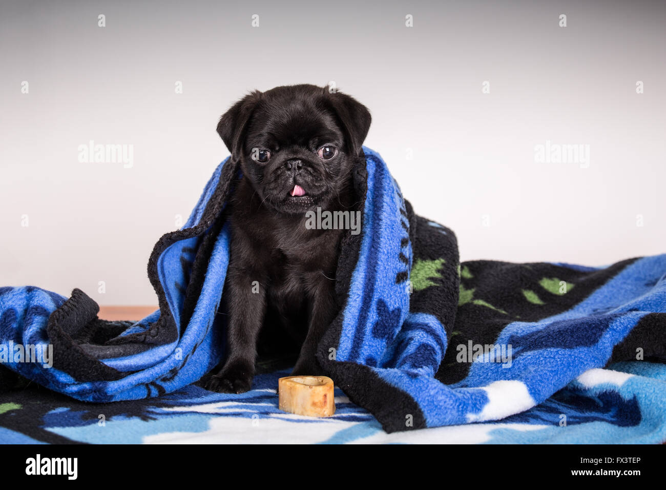 Fitzgerald, un jeune noir de 10 semaines chiot Pug pelotonné dans une couverture en Issaquah, Washington, USA Banque D'Images