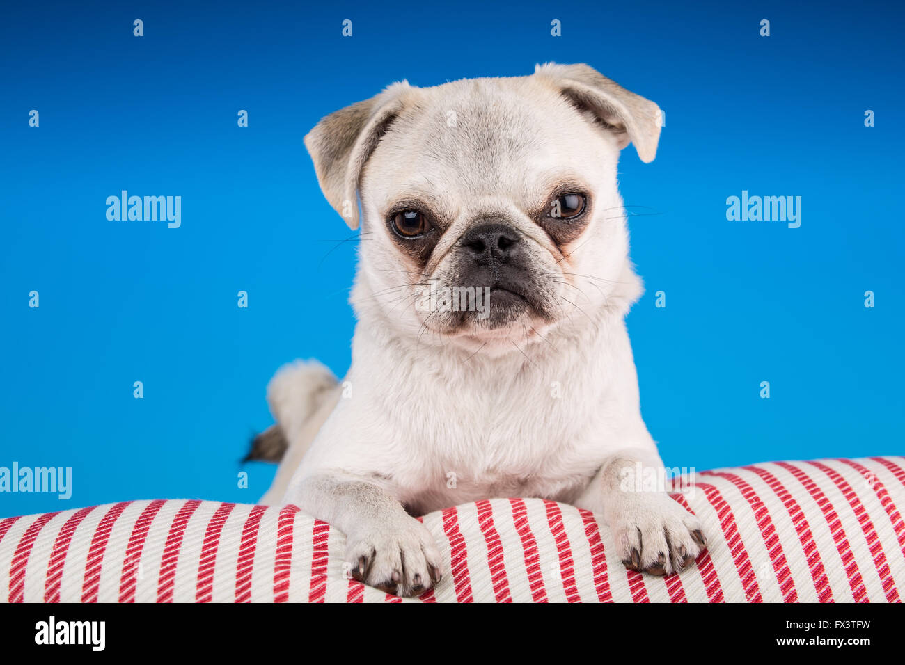 Max, un chiot Pug blanc, reposant sur un coussin à rayures en Issaquah,  Washington, USA Photo Stock - Alamy