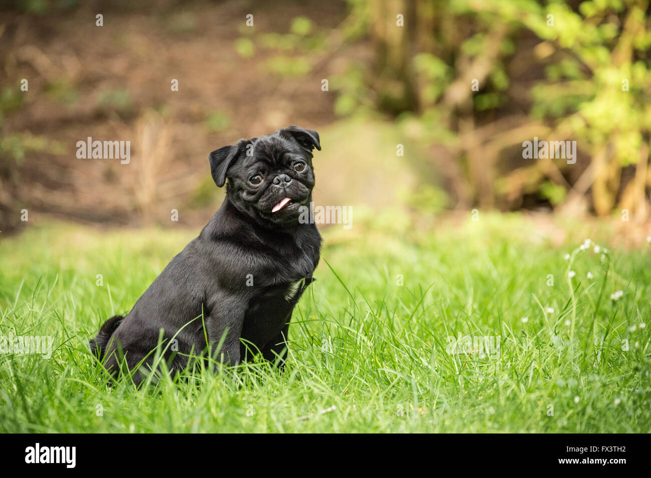 Kato, un chiot Carlin noir assis dans la pelouse à Issaquah, Washington,  USA Photo Stock - Alamy