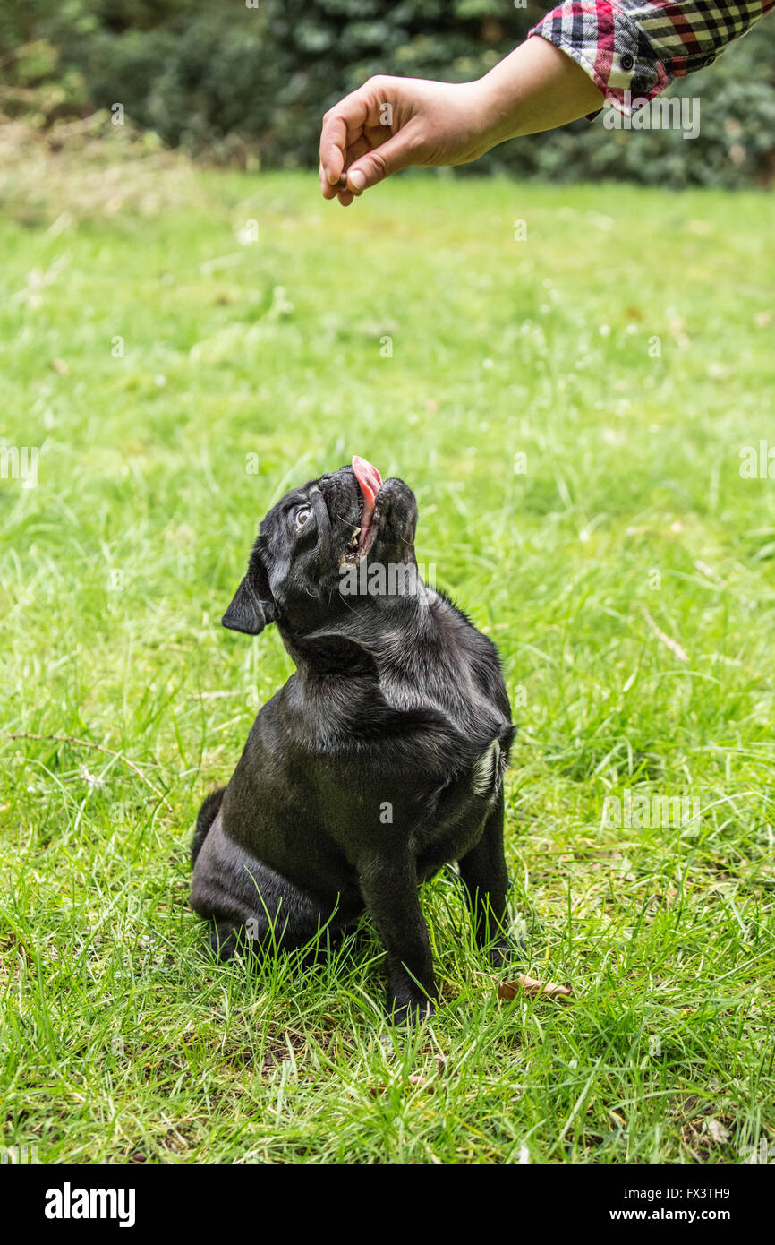 Femme gratifiant Kato, son chiot Carlin noir, avec un traitement à l'aide de techniques de formation de renforcement positif en Issaquah, Washington Banque D'Images