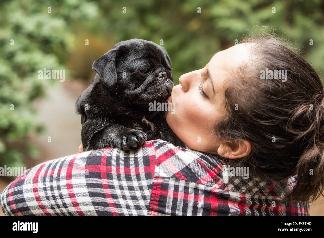 Kato, un chiot Carlin noir donnant son propriétaire un doggy kiss, dans Issaquah, Washington, USA Banque D'Images
