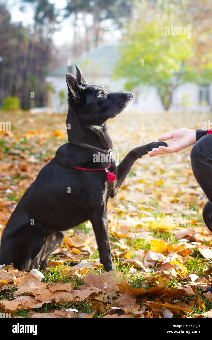 Chien noir à col rouge est assis et donne la patte pour une femme. Banque D'Images