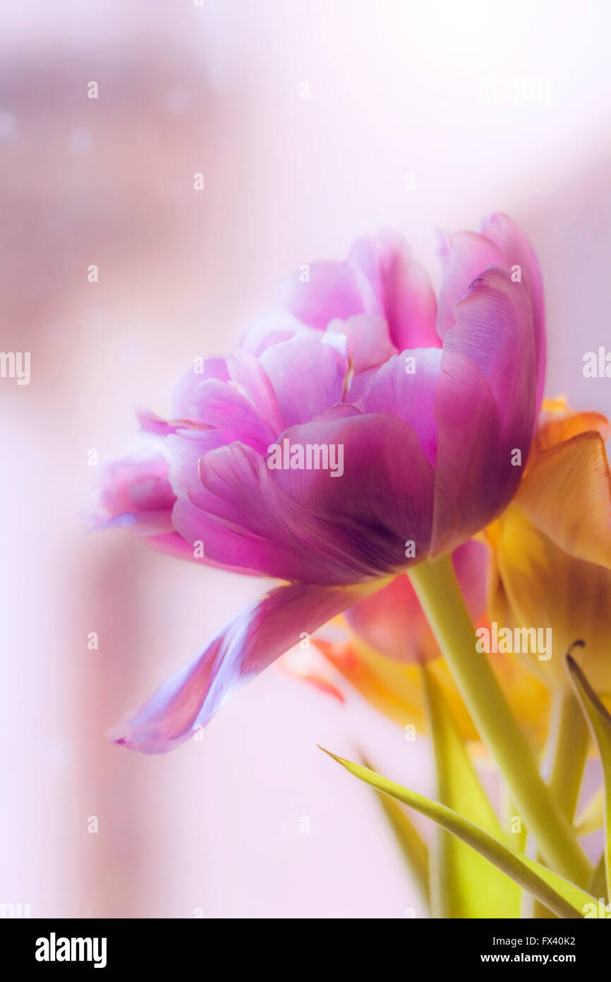 Rose délicat et léger lilla tulip dans blur Banque D'Images