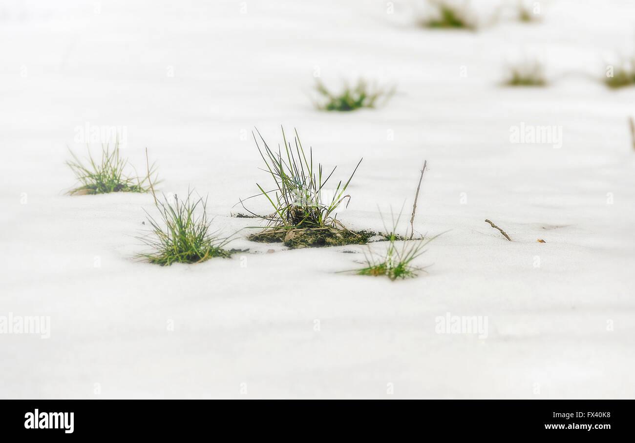 Peu de neige au milieu de l'herbe verte à jour Banque D'Images