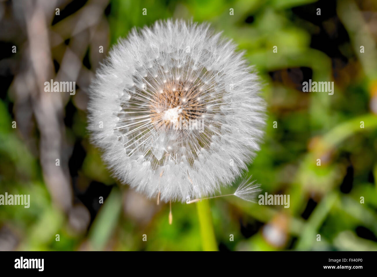 Nice Big White pissenlit dans le jardin d'été Banque D'Images